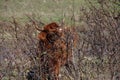 Red Scottish Highlander cow with large horns grazes in the dunes at the headland of Rozenburg