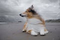 An adult red rough collie lies on the beach.