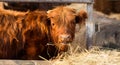 Red Scottish young bull with thick hair and small horns close-up. Chewing hay and looking at the frame on the farm. Cattle, Pets i Royalty Free Stock Photo