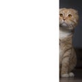 The red scottishfold cat looks out from the corner. White copy space for the text