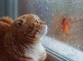 Red scottishfold cat looks in the window on the autumn left