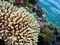 Red Sea Acropora Corals Royalty Free Stock Photo