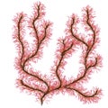 Red sea algae