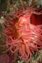 Red sea anemone Royalty Free Stock Photo