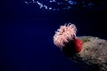 Red sea anemone, actinaria, oceanario de Lisboa, Lisbon Royalty Free Stock Photo