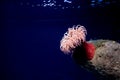 Red sea anemone, actinaria, oceanario de Lisboa, Lisbon Royalty Free Stock Photo