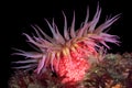 Red sea anemone Royalty Free Stock Photo