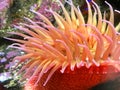 Red Sea Anemone Royalty Free Stock Photo