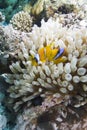 Red sea anemone fish