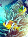 Red Sea Anemone fish Royalty Free Stock Photo