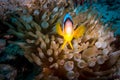 A red sea anemone fish in egypt Royalty Free Stock Photo