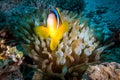 A red sea anemone fish in egypt Royalty Free Stock Photo