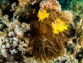 A red sea anemone fish in egypt Royalty Free Stock Photo