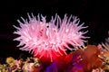 Red sea anemone on reef Royalty Free Stock Photo