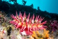 Red sea anemone on reef Royalty Free Stock Photo