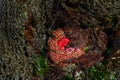 Red Sea Anemone with white stripes at low tide, as a nature background, Golden Gardens Park, Washington, USA