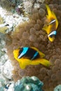 Red sea anemonefish Royalty Free Stock Photo