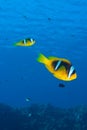 Red sea anemonefish (amphiprion bicinctus)