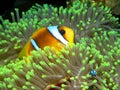 Red Sea Anemonefish (amphiprion bicinctus). Royalty Free Stock Photo