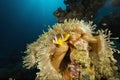 Red sea anemonefish and bubble anemone Royalty Free Stock Photo