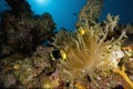 Red sea anemonefish and bubble anemone Royalty Free Stock Photo