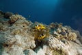 Red sea anemonefish and bubble anemone Royalty Free Stock Photo