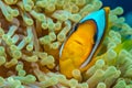 Red Sea anemonefish in magnificent anemone Royalty Free Stock Photo