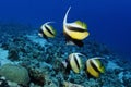 Red Sea Banner Fish