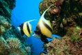 Red Sea Bannerfish