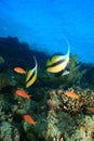 Red Sea Bannerfish Royalty Free Stock Photo