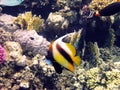 Red sea bannerfish Royalty Free Stock Photo