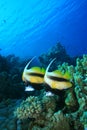 Red Sea Bannerfish