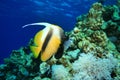 Red Sea Bannerfish Royalty Free Stock Photo