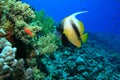 Red Sea Bannerfish