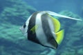 Red Sea bannerfish