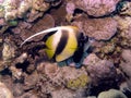Red Sea Bannerfish Royalty Free Stock Photo