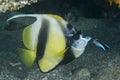 red sea bannerfish geting cleaned up by cleaner fish