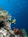 Red Sea bannerfish (Heniochus intermedius) Royalty Free Stock Photo
