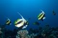 Red sea bannerfish (heniochus intermedius) Royalty Free Stock Photo