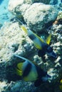 Red sea bannerfish Heniochus intermedius Royalty Free Stock Photo