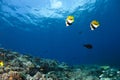 Red Sea bannerfish Heniochus intermedius Royalty Free Stock Photo