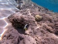 Red Sea bannerfish (Heniochus intermedius) at coral reef