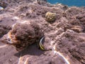 Red Sea bannerfish (Heniochus intermedius) at coral reef