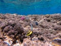 Red Sea bannerfish (Heniochus intermedius) at coral reef
