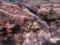 Red Sea bannerfish (Heniochus intermedius) at coral reef