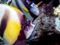 Red Sea Bannerfish Heniochus intermedius Royalty Free Stock Photo