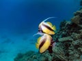 Red Sea Bannerfish Heniochus intermedius Royalty Free Stock Photo