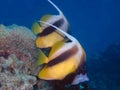 Red Sea Bannerfish Heniochus intermedius Royalty Free Stock Photo