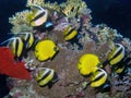 Red Sea Bannerfish Heniochus intermedius Royalty Free Stock Photo