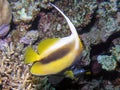 Red Sea Bannerfish Heniochus intermedius Royalty Free Stock Photo